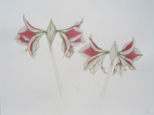 Amaryllis conversation 18x24