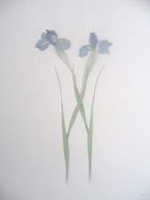 Two Irises 24x18