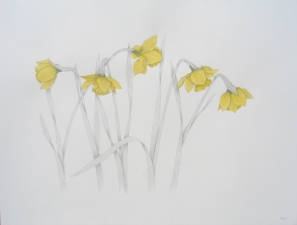 Daffodils 16x20