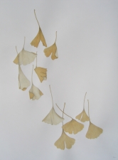 Ginkgo 24x18