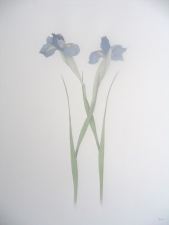 Two Irises 24x18
